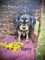 Barry, a male Cavalier King Charles Spaniel for sale in Mercersburg, PA – Photo 1 of 3