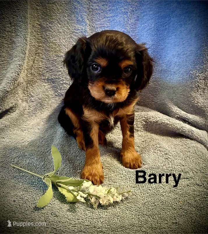 Barry – Cavalier King Charles Spaniel puppy for sale in Mercersburg, PA