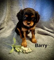 Barry, a male Cavalier King Charles Spaniel for sale in Mercersburg, PA – Photo 2 of 3