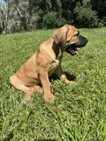 Laney, a female Boerboel for sale in Crescent City, FL – 2 of 5