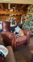 Lola, a female Boerboel for sale in Crescent City, FL – 4 of 6