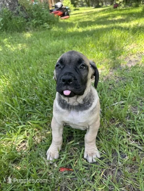 Layla – Boerboel puppy for sale in Crescent City, FL