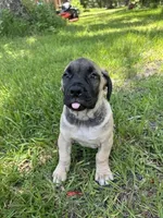 Layla, a female Boerboel for sale in Crescent City, FL – 1 of 5