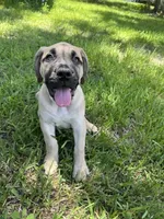 Lola, a female Boerboel for sale in Crescent City, FL – 2 of 6