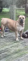 Laney, a female Boerboel for sale in Crescent City, FL – 3 of 5
