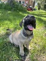Layla, a female Boerboel for sale in Crescent City, FL – 2 of 5