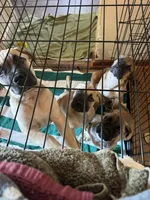Laney, a female Boerboel for sale in Crescent City, FL – 4 of 5