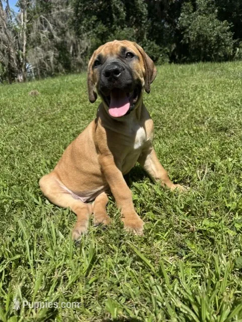 Laney – Boerboel puppy for sale in Crescent City, FL