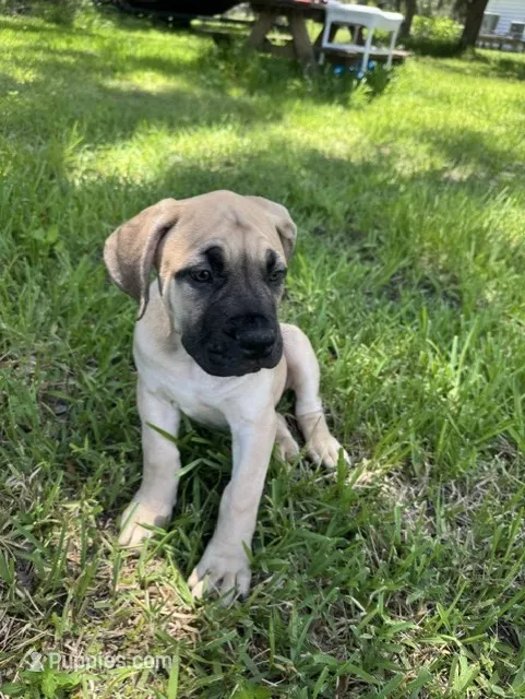 Lola – Boerboel puppy for sale in Crescent City, FL