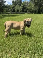 Lola, a female Boerboel for sale in Crescent City, FL – 3 of 6
