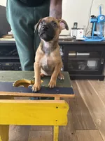 Daisy , a female Belgian Malinois and American Bully for sale in New York City, NY – 3 of 9
