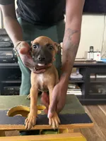 Daisy , a female Belgian Malinois and American Bully for sale in New York City, NY – 2 of 9