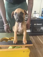 Daisy , a female Belgian Malinois and American Bully for sale in New York City, NY – 9 of 9