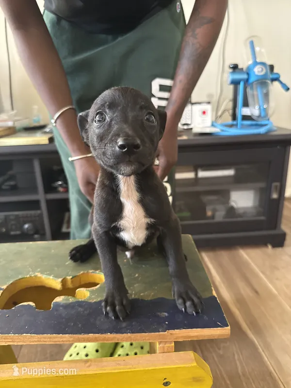 Daisy , a female Belgian Malinois and American Bully for sale in New York City, NY – 1 of 9