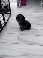 Harley, a female Poodle - Toy  for sale in Saint Cloud, FL – 3 of 4