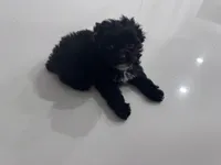 Chiqui, a female Poodle - Toy  for sale in Saint Cloud, FL – 2 of 2