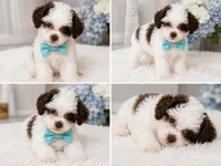 Mimi , a female Poodle - Toy  for sale in Saint Cloud, FL – 2 of 2