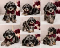 Luna , a female Poodle - Toy  for sale in Saint Cloud, FL – 2 of 2