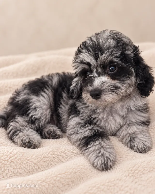 Luna  – Poodle - Toy  puppy for sale in Saint Cloud, FL