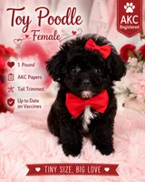 Chiqui, a female Poodle - Toy  for sale in Saint Cloud, FL – 1 of 2