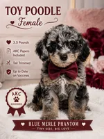 Luna , a female Poodle - Toy  for sale in Saint Cloud, FL – 1 of 2