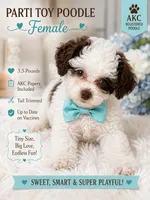 Mimi , a female Poodle - Toy  for sale in Saint Cloud, FL – 1 of 2