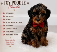 Harley, a female Poodle - Toy  for sale in Saint Cloud, FL – 1 of 4