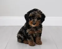 Harley, a female Poodle - Toy  for sale in Saint Cloud, FL – 2 of 4