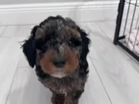 Harley, a female Poodle - Toy  for sale in Saint Cloud, FL – 4 of 4