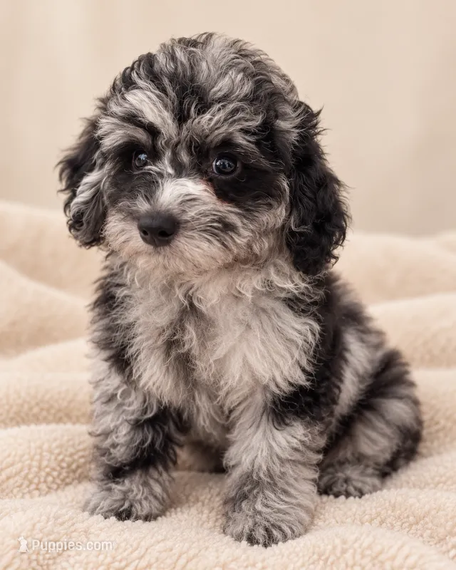 Luna  – Poodle - Toy  puppy for sale in Saint Cloud, FL