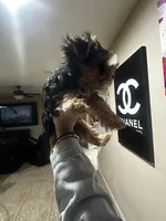 Poptart, a male Yorkshire Terrier for sale in Las Vegas, NV – Photo 5 of 6