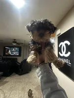 Poptart, a male Yorkshire Terrier for sale in Las Vegas, NV – Photo 3 of 6