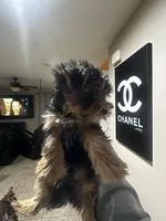 Poptart, a male Yorkshire Terrier for sale in Las Vegas, NV – Photo 4 of 6