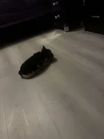 Poptart, a male Yorkshire Terrier for sale in Las Vegas, NV – Photo 1 of 6