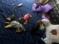 Poptart, a male Yorkshire Terrier for sale in Las Vegas, NV – Photo 6 of 6