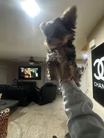 Poptart, a male Yorkshire Terrier for sale in Las Vegas, NV – Photo 2 of 6