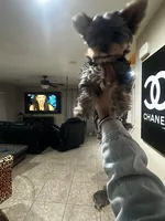 Mango, a female Yorkshire Terrier for sale in Las Vegas, NV – Photo 2 of 4