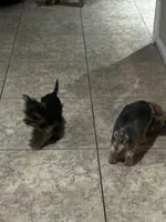 Mango, a female Yorkshire Terrier for sale in Las Vegas, NV – Photo 4 of 4