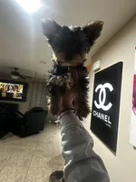 Mango, a female Yorkshire Terrier for sale in Las Vegas, NV – Photo 1 of 4