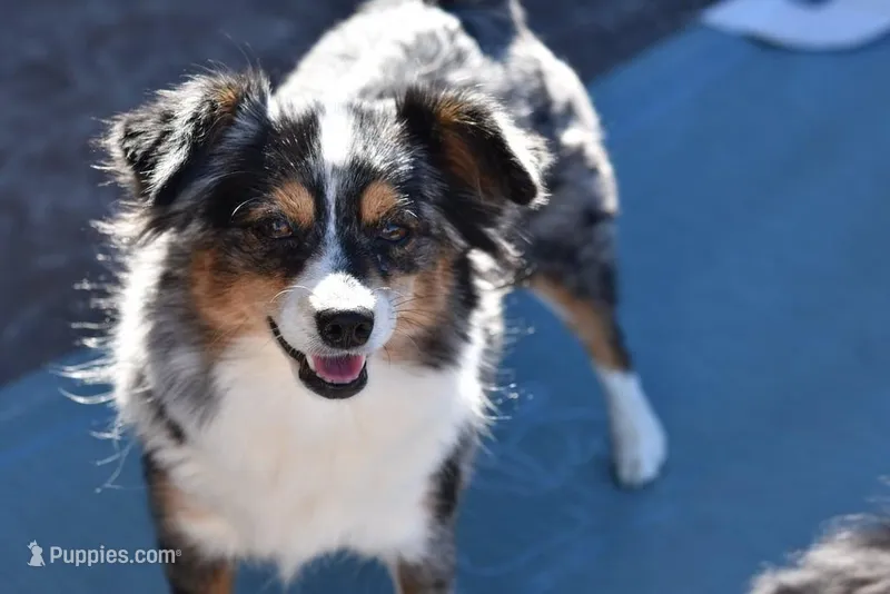 Poppy – Toy Australian Shepherd puppy for sale in Stockton, UT