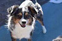 Poppy, a female Toy Australian Shepherd for sale in Stockton, UT – 1 of 1