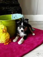 Inky , a female Toy Australian Shepherd for sale in Stockton, UT – Photo 5 of 5