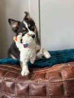 Inky , a female Toy Australian Shepherd for sale in Stockton, UT – Photo 4 of 5