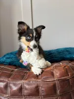 Inky , a female Toy Australian Shepherd for sale in Stockton, UT – Photo 3 of 5