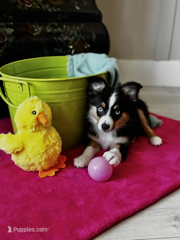 Inky  – Toy Australian Shepherd puppy for sale in Stockton, UT