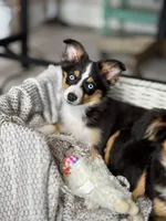 Inky , a female Toy Australian Shepherd for sale in Stockton, UT – Photo 2 of 5