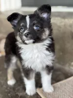 Fletcher, a male Toy Australian Shepherd for sale in Stockton, UT – 2 of 3