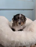 Ridley , a female Toy Australian Shepherd for sale in Stockton, UT – Photo 2 of 4