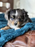 Ridley , a female Toy Australian Shepherd for sale in Stockton, UT – Photo 1 of 4