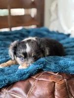 Ridley , a female Toy Australian Shepherd for sale in Stockton, UT – Photo 3 of 4